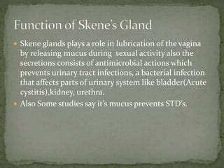 glande skene|Skene’s gland revisited: function, dysfunction and the G spot